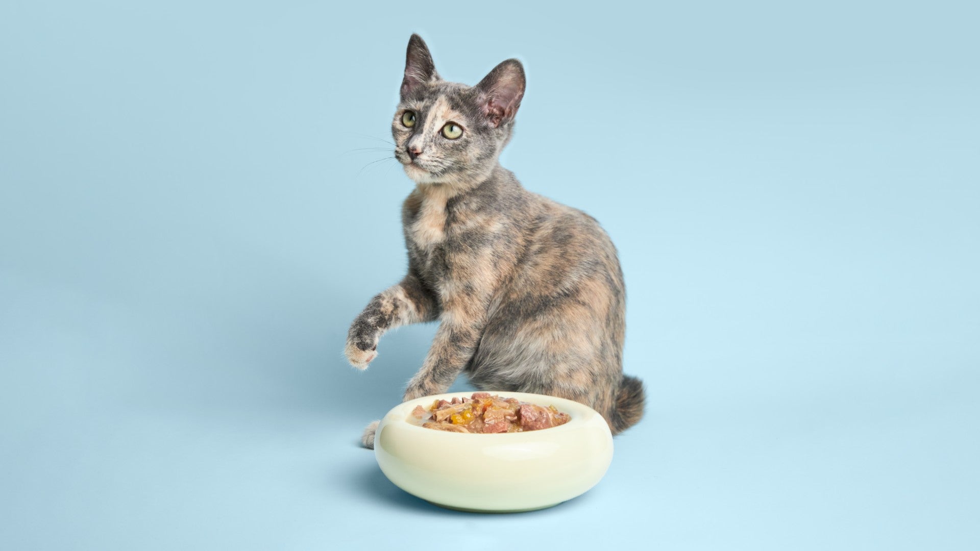 Mi Gato No Bebe Agua: Cómo Hidratarlo (y Cuándo Preocuparte)